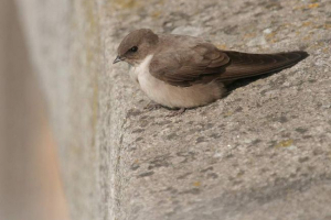 Rocky swallow - pernated wspinacz Rocky swallow - pernated wspinacz